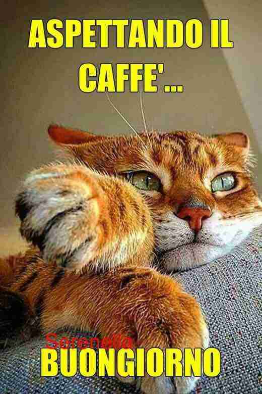 Buongiorno divertente con il caffè e il gatto